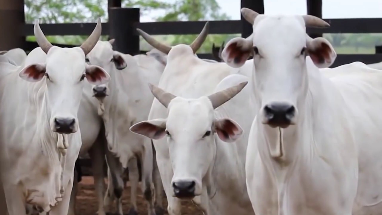 Desindustrialização e reprimarização: um retrato da dominação financeira no Brasil